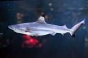 Hai fürs Aquarium zuhause
