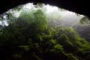 Blick in den Urwald